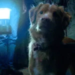 CRÍTICA: BOM MENINO